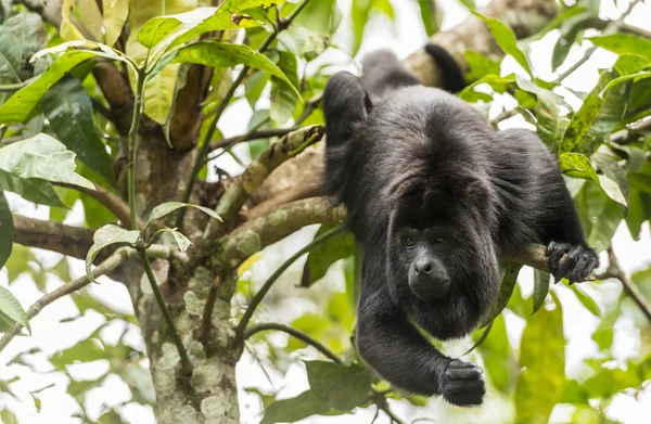 Μαύρο Ουρλάζων Μαϊμού Swinging Από Δέντρα Στο Δάσος — Φωτογραφία Αρχείου