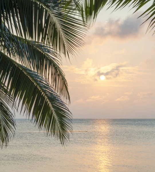 カリブ海の日の出でヤシの木の熱帯の島の背景 — ストック写真