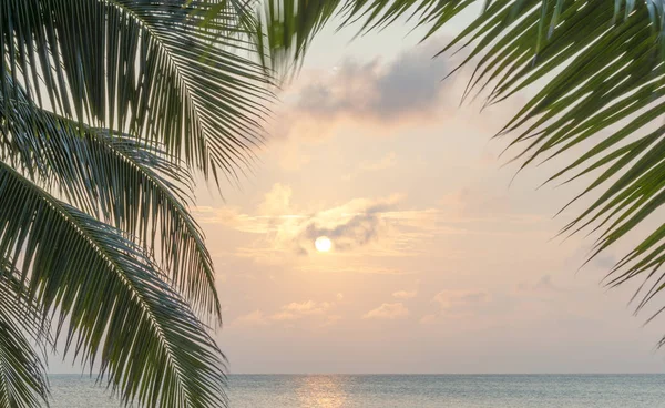 Île Tropicale Fond Palmiers Lever Soleil Dans Les Caraïbes — Photo