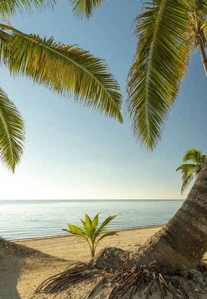 Jovem Palmeira Brotando Através Areia Praia Tropical — Fotografia de Stock