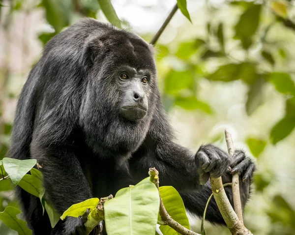 Mono Aullador Negro Sentado Bosque — Foto de Stock