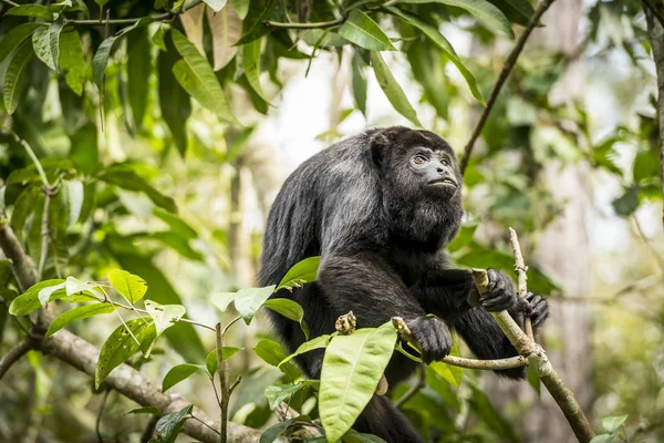 Mono Aullador Negro Sentado Bosque — Foto de Stock