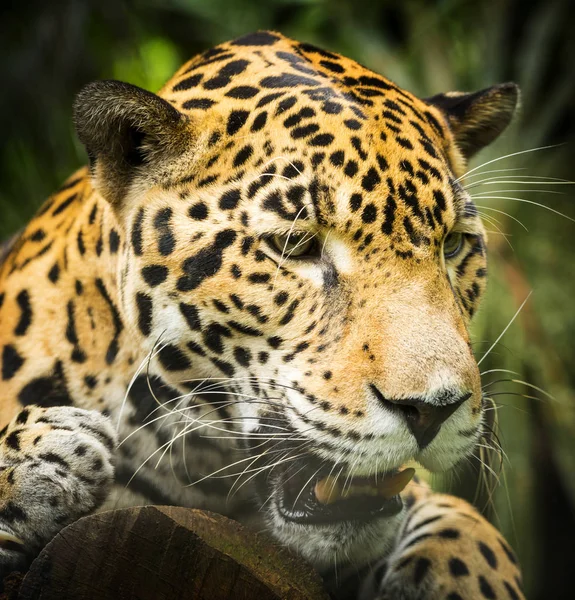 うなる中の美しいジャガー猫 パンテーラ Onca をクローズ アップ — ストック写真