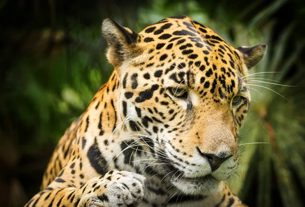 Hermoso Gato Jaguar Panthera Onca Primer Plano Con Fondo Selva — Foto de Stock