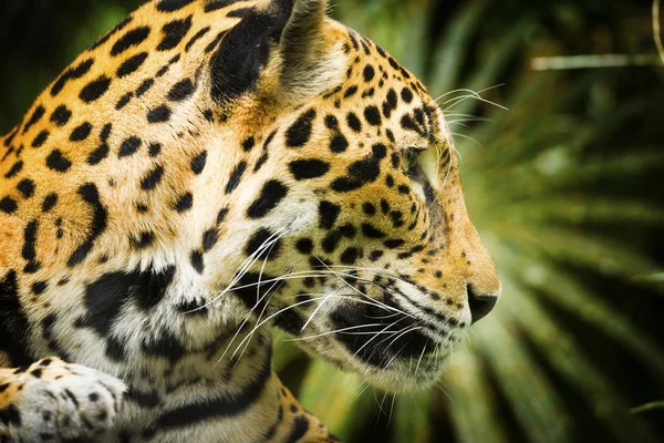 Linda Gata Jaguar Panthera Onca Close Retrato Perfil — Fotografia de Stock