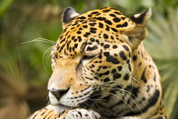 Hermoso Gato Jaguar Panthera Onca Primer Plano Mientras Descansa —  Fotos de Stock