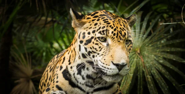 Krásná Kočka Jaguar Panthera Onca Zblízka — Stock fotografie