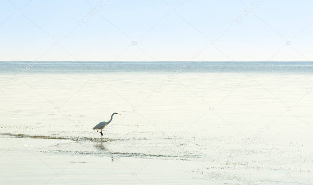 White egret in tranquil coastal waters