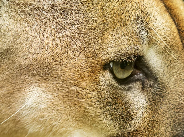 Puma Γάτα Στο Κοντινό Γούνα Και Μάτια — Φωτογραφία Αρχείου