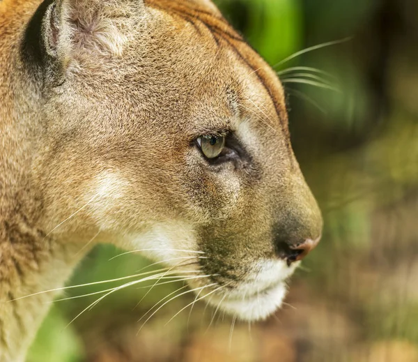 Puma Cat Bliska Portret Twarz — Zdjęcie stockowe