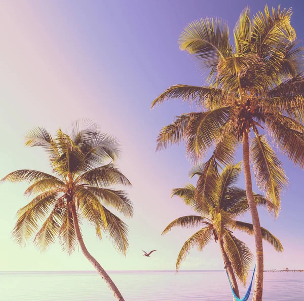 Гамак Висящий Пальмах Ретро Тропический Пляж — стоковое фото