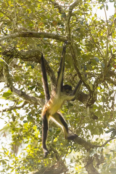 森の木の枝からユカタン スパイダー モンキー スイング — ストック写真