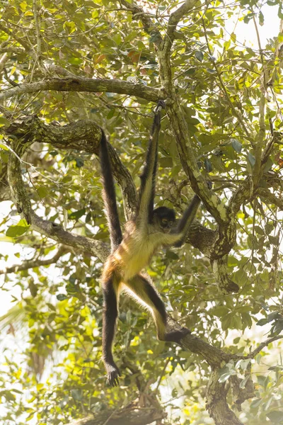 Yucatan Spinaap Schommels Van Een Vertakking Van Beslissingsstructuur Bos — Stockfoto