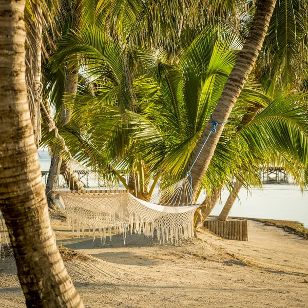 Hamaca Blanca Colgando Palmeras Playa Tropical —  Fotos de Stock