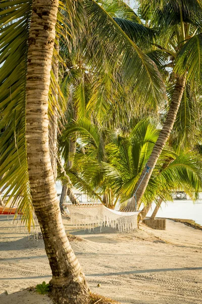 Rede Branca Pendurada Palmtrees Praia Tropical — Fotografia de Stock