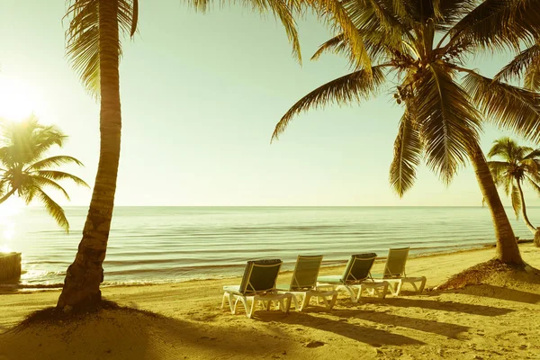 Palmy Leżakami Tropikalnej Plaży Jako Tło Retro — Zdjęcie stockowe