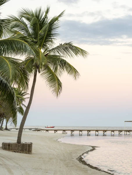 Tropical Beach Solitude Palmtrees Coast — Stock Photo, Image
