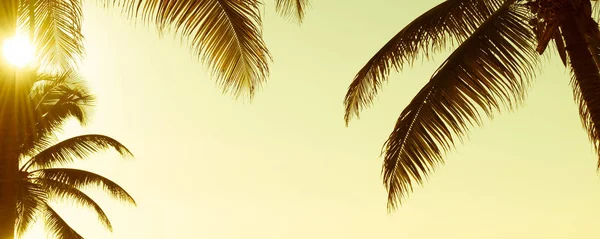 Frondas Palmeras Tropicales Bajo Cielo Del Atardecer Vintage Como Bandera — Foto de Stock