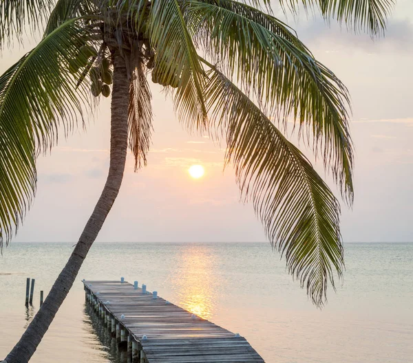 Tropical Sunrise Wooden Jetty Palm Tree — Stock Photo, Image