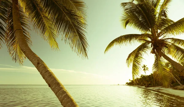Scena Vintage Tropikalnej Plaży Palmami Nad Oceanem — Zdjęcie stockowe