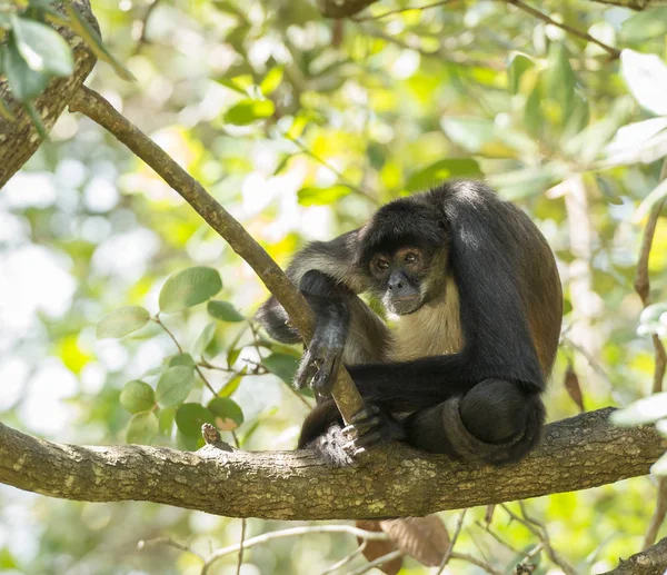 Singe Araignée Yucatan Assis Sur Une Branche Arbre Dans Forêt — Photo