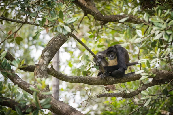 Singe Araignée Yucatan Assis Sur Une Branche Arbre Dans Forêt — Photo