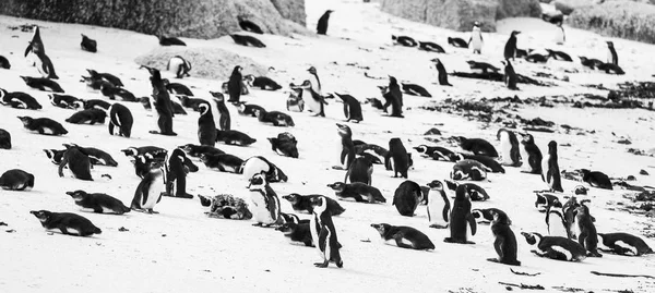 Keien Penguin Colony Met Afrikaanse Pinguins Het Strand Zwart Wit — Stockfoto