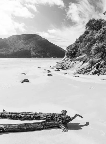 Treibholz Strand Bei Sealers Bucht Wilsons Vorgebirge Nationalpark Victoria Australien — Stockfoto
