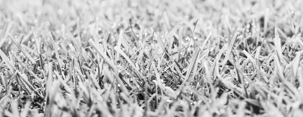 Green Grass Fresh Morning Dew Drops Sunlight Black White — Stock Photo, Image