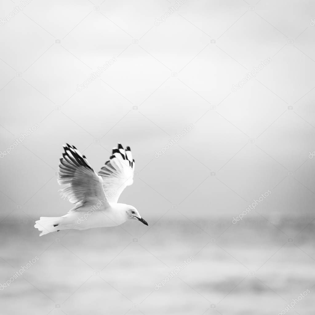 Beautiful seagull bird in flight over the ocean in black and white