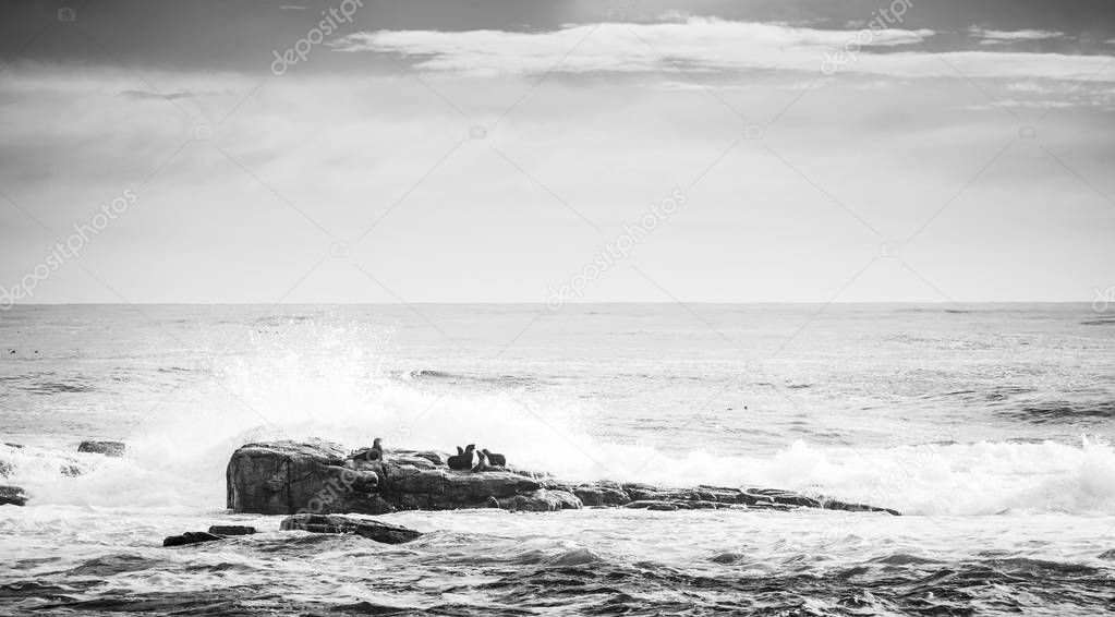 Brown Fur Seals (Arctocephalus pusillus) on island off the Cape of Good Hope, Cape Peninsula, South Africa in black and white