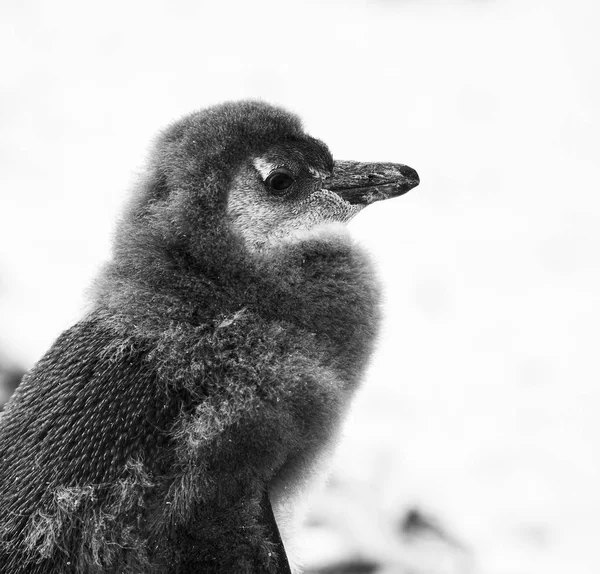 Moulting Jonge Afrikaanse Pinguïn Boulders Beach Zuid Afrika Zwart Wit — Stockfoto