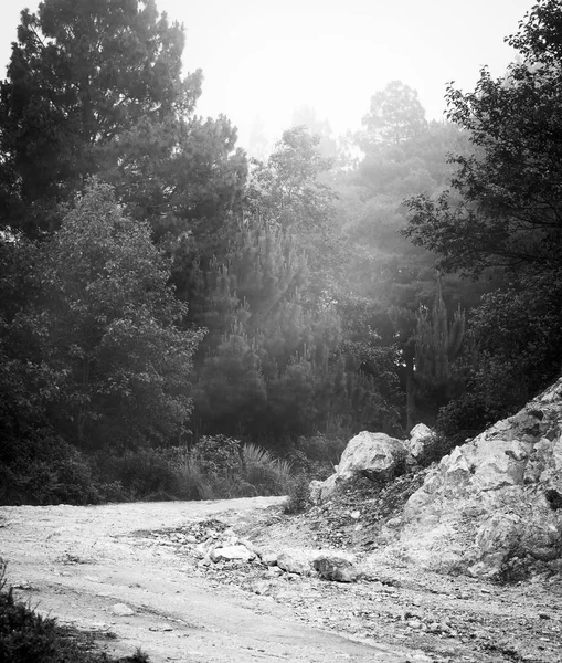 Misty Forest Landscape Fog Trees Guatemala Black White — Stock Photo, Image