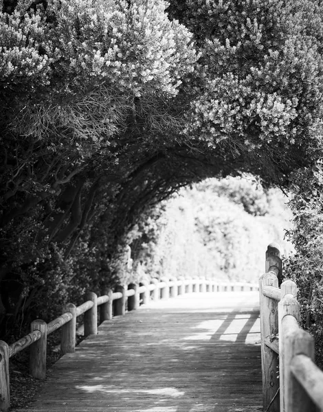 Nature Boardwalk Green Archway Black White — Stock Photo, Image