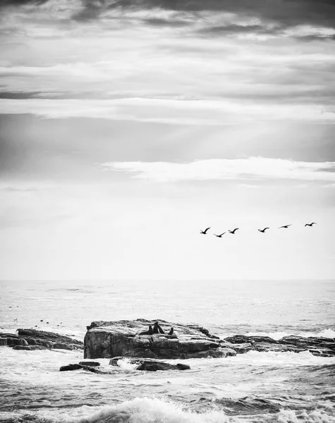 Seabirds Brown Fur Seals Island Cape Good Hope Cape Peninsula — Stock Photo, Image