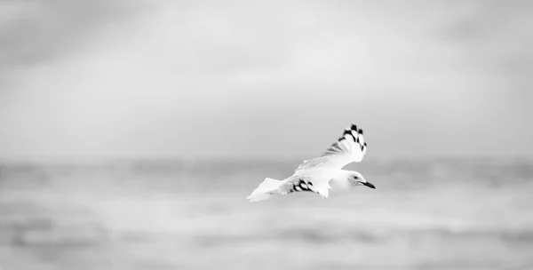 Schöne Möwe Flug Über Den Ozean Schwarz Weiß — Stockfoto