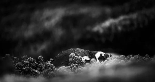 在南非海角半岛 黑色和白色隐藏在植被之间的害羞的非洲企鹅 — 图库照片