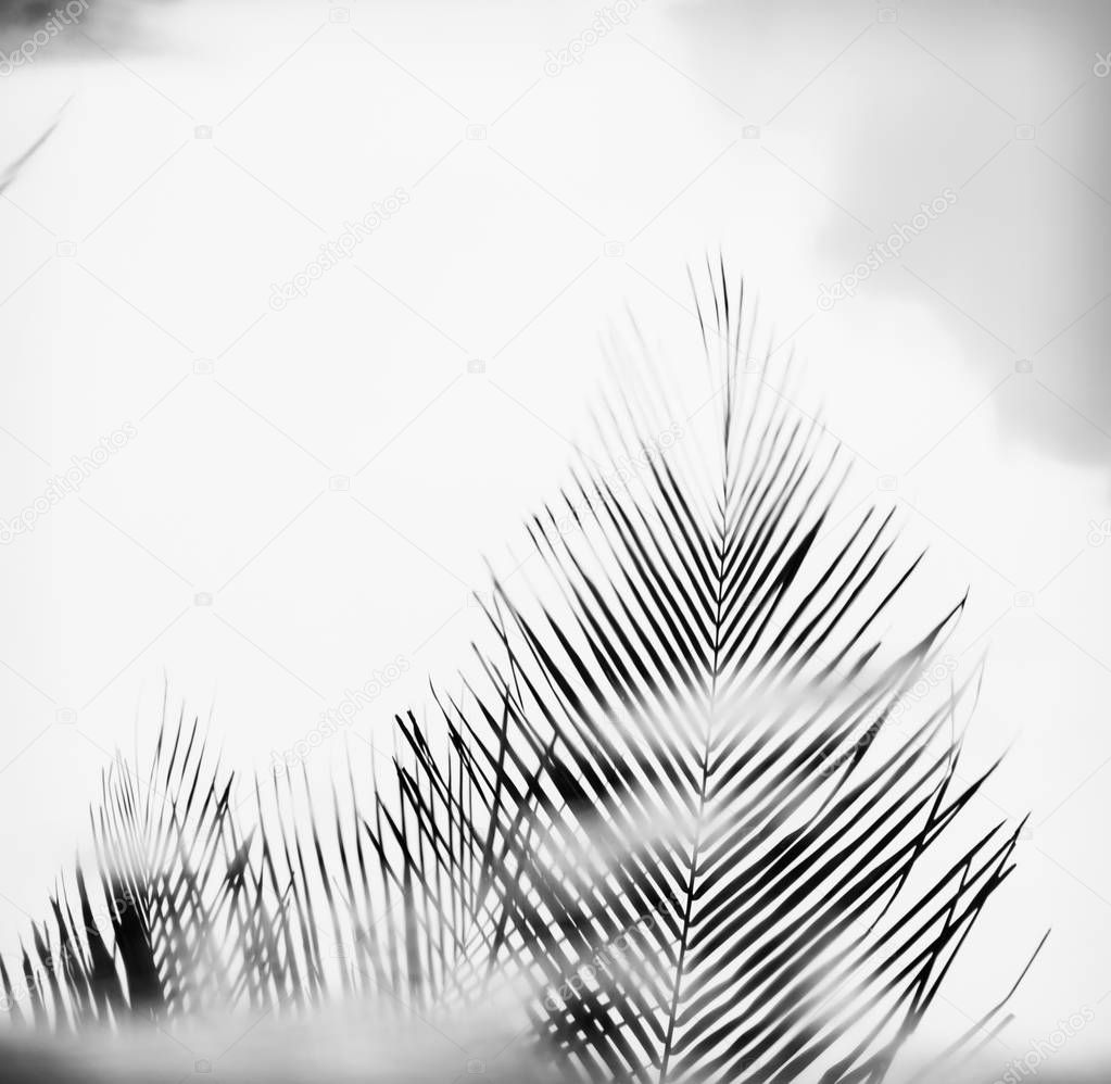 Palm tree fronds in hazy black and white