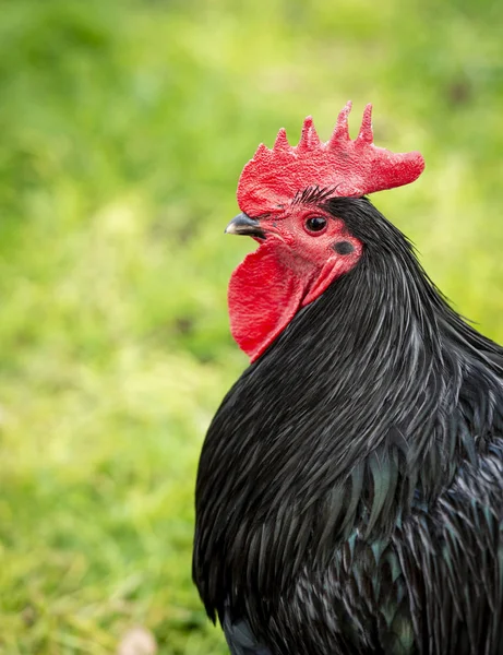 Gyönyörű Egészséges Fekete Kakas Vörös Fésűvel Zöld Mezőben Sekély Fókuszban — Stock Fotó