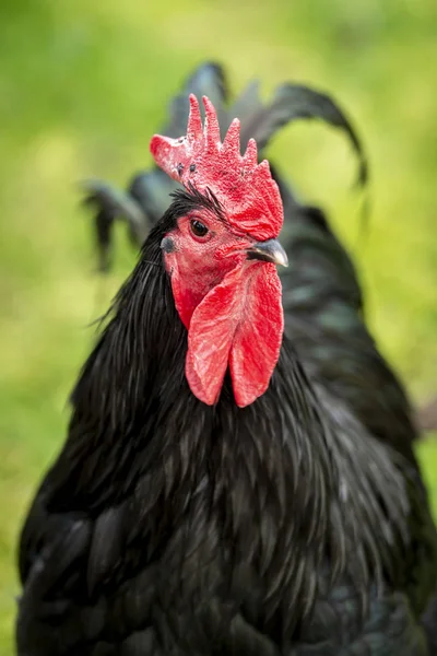 Όμορφη Υγιή Μαύρο Κόκορα Κόκκινη Χτένα Ένα Πράσινο Χωράφι Ρηχή — Φωτογραφία Αρχείου
