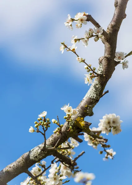 Ramo Árvore Flor Close Com Foco Superficial — Fotografia de Stock