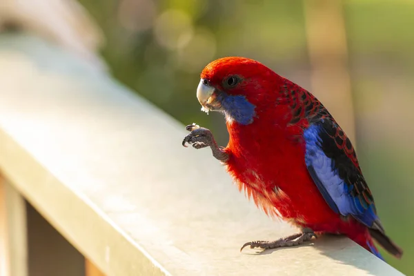 Crimson Rosella Ptak Jedzenia Słońcu Grampians Australia — Zdjęcie stockowe