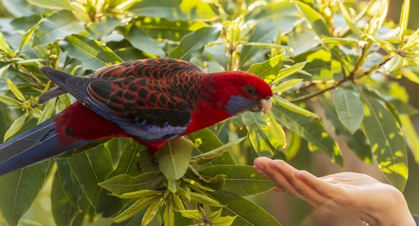 Wild Crimson Rosella Cautiously Approaches Womans Hand — Stock Photo, Image