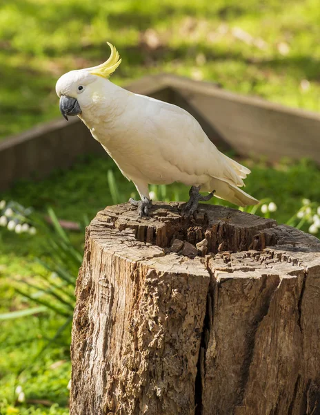Uccello Cacatua Curioso Seduto Tronco Australia — Foto Stock