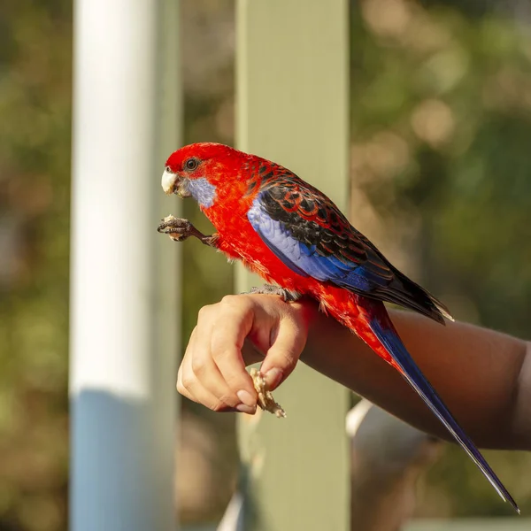 Alimentando Pássaros Mão Com Rosella Carmesim Luz Sol Tarde — Fotografia de Stock