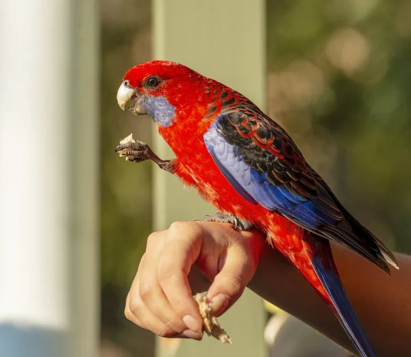 Karmienie Ptaków Ręcznie Rozella Królewska Słoneczne Popołudnie — Zdjęcie stockowe