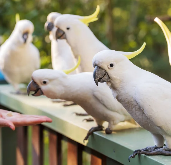 Flok Svovlbefængte Cockatoos Det Sydlige Australien - Stock-foto