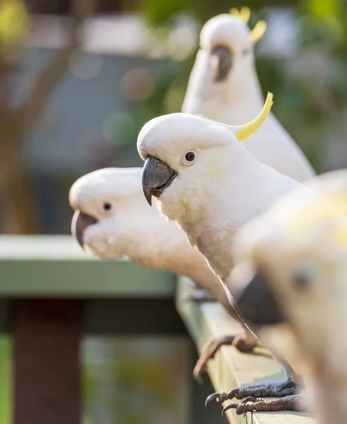 Kükürt Tepeli Cockatoos Güney Avustralya Sürüsü — Stok fotoğraf