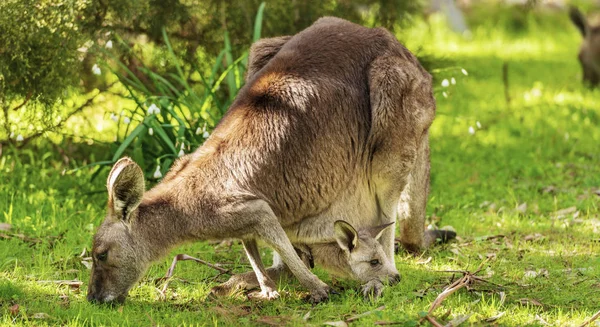 Känguru Und Joey Ruhen Auf Müttern Fuß Während Sie Der — Stockfoto