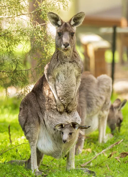 Mamma Känguru Med Baby Joey Hennes Påse Vilt Grampians Australien — Stockfoto